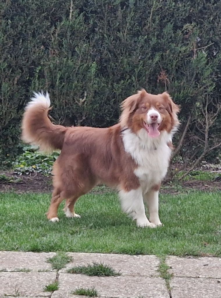 Arkouna Dream's Simba