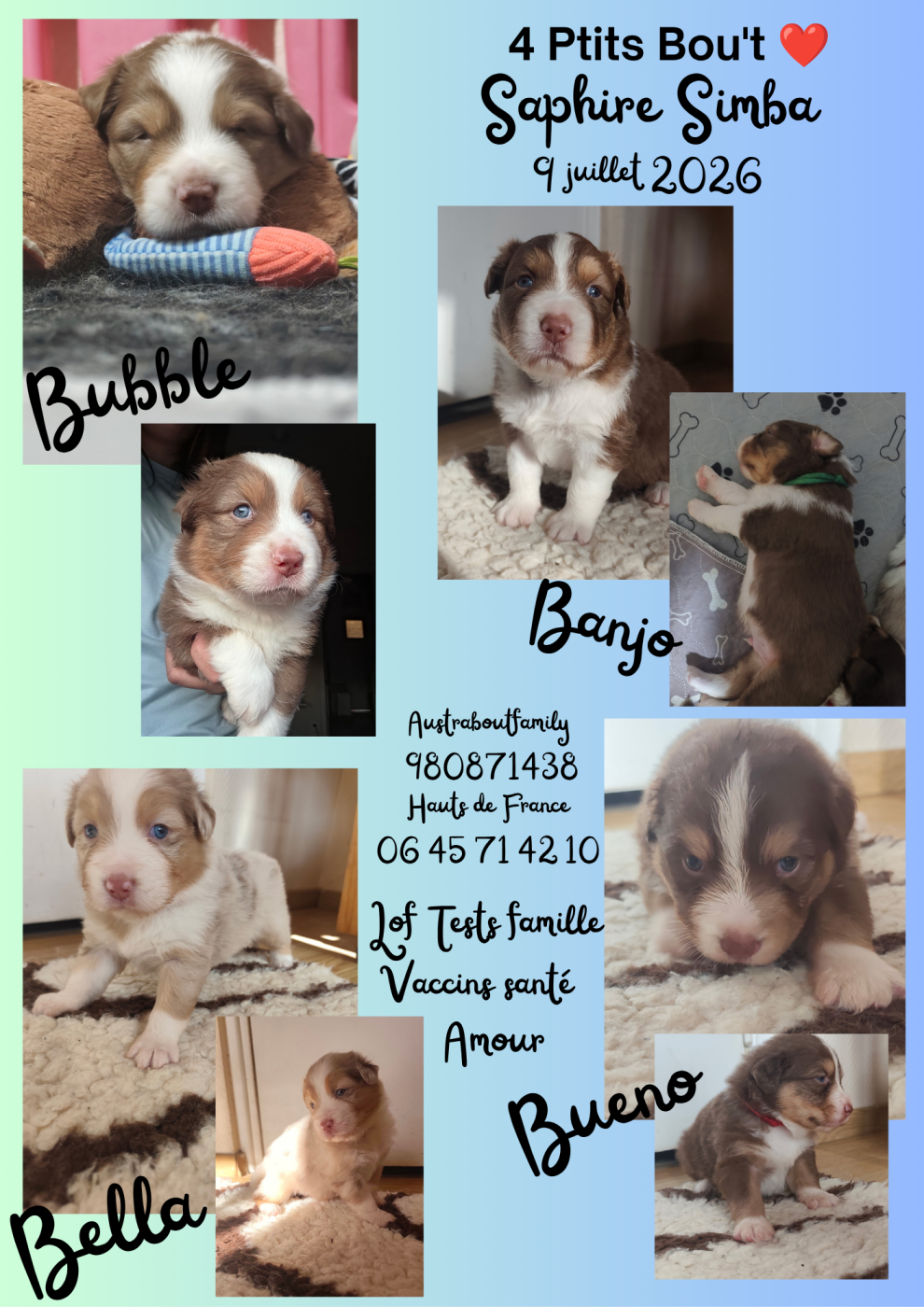 Chiot Berger Australien Austra Bou't Family