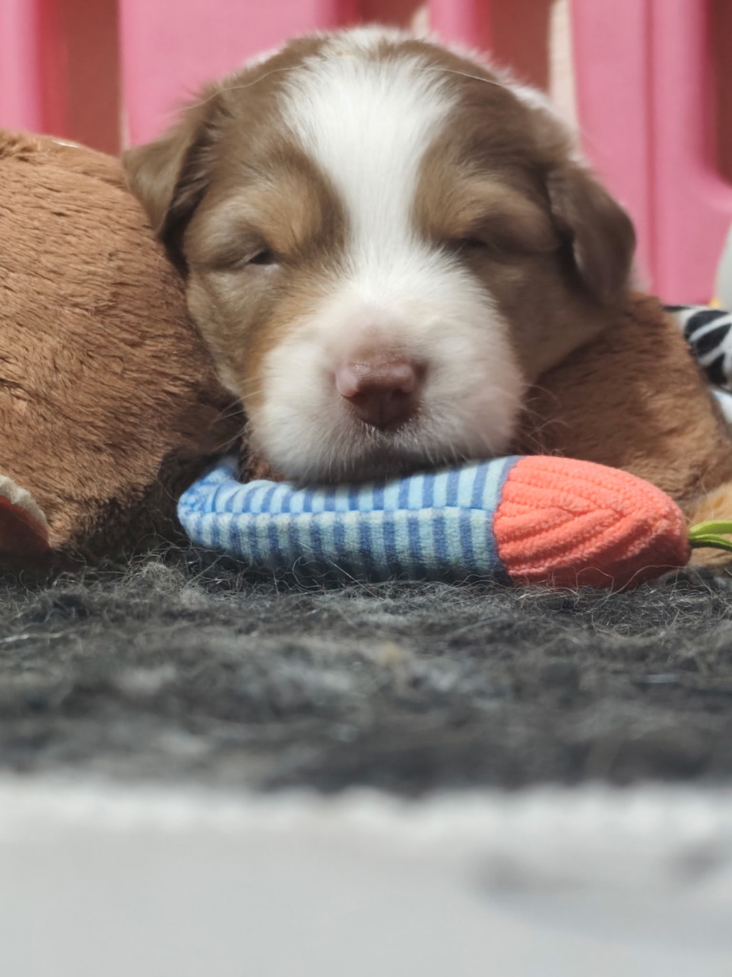 Austra Bou't Family - Chiots disponibles - Berger Australien
