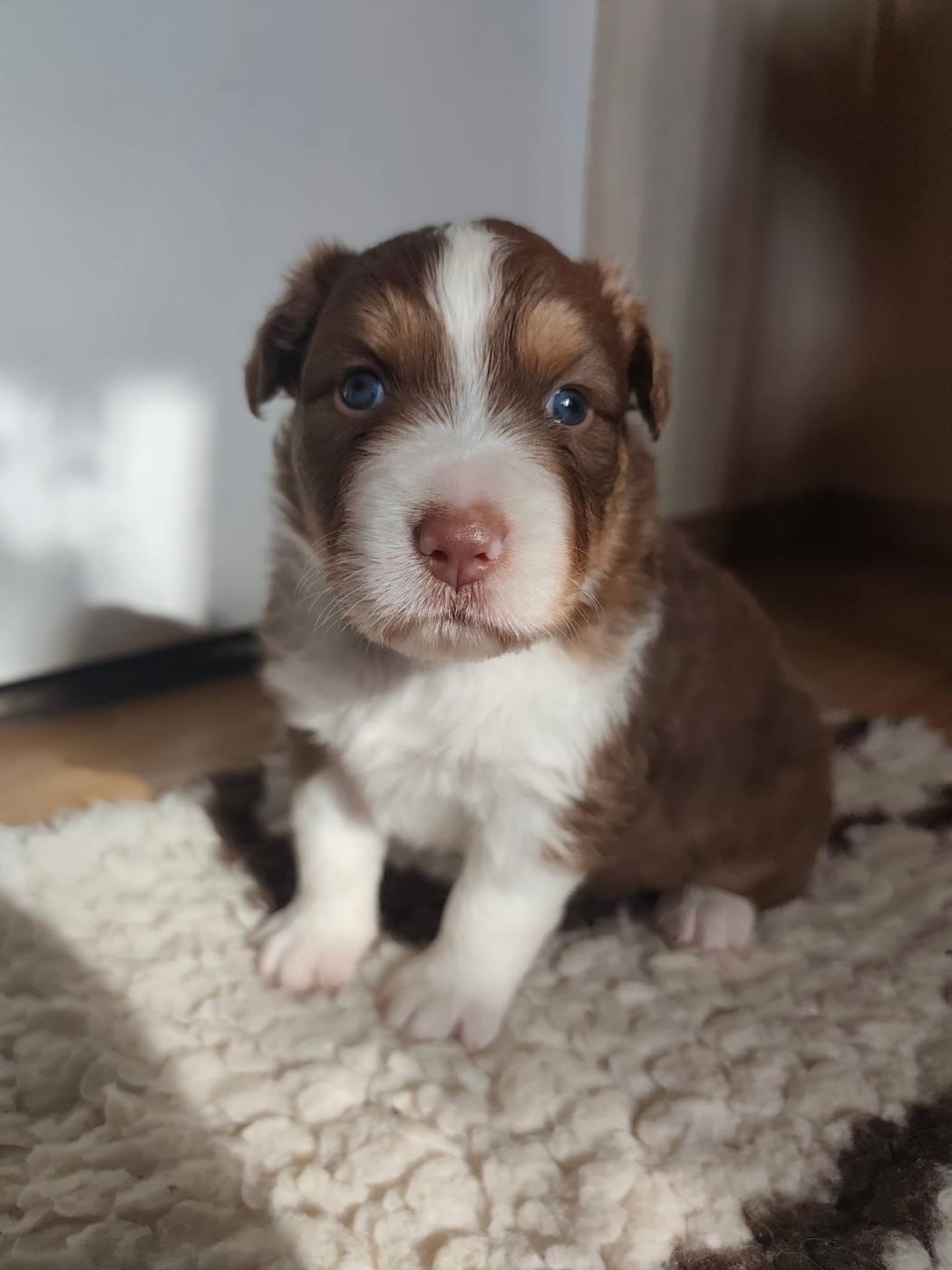 Austra Bou't Family - Chiots disponibles - Berger Australien