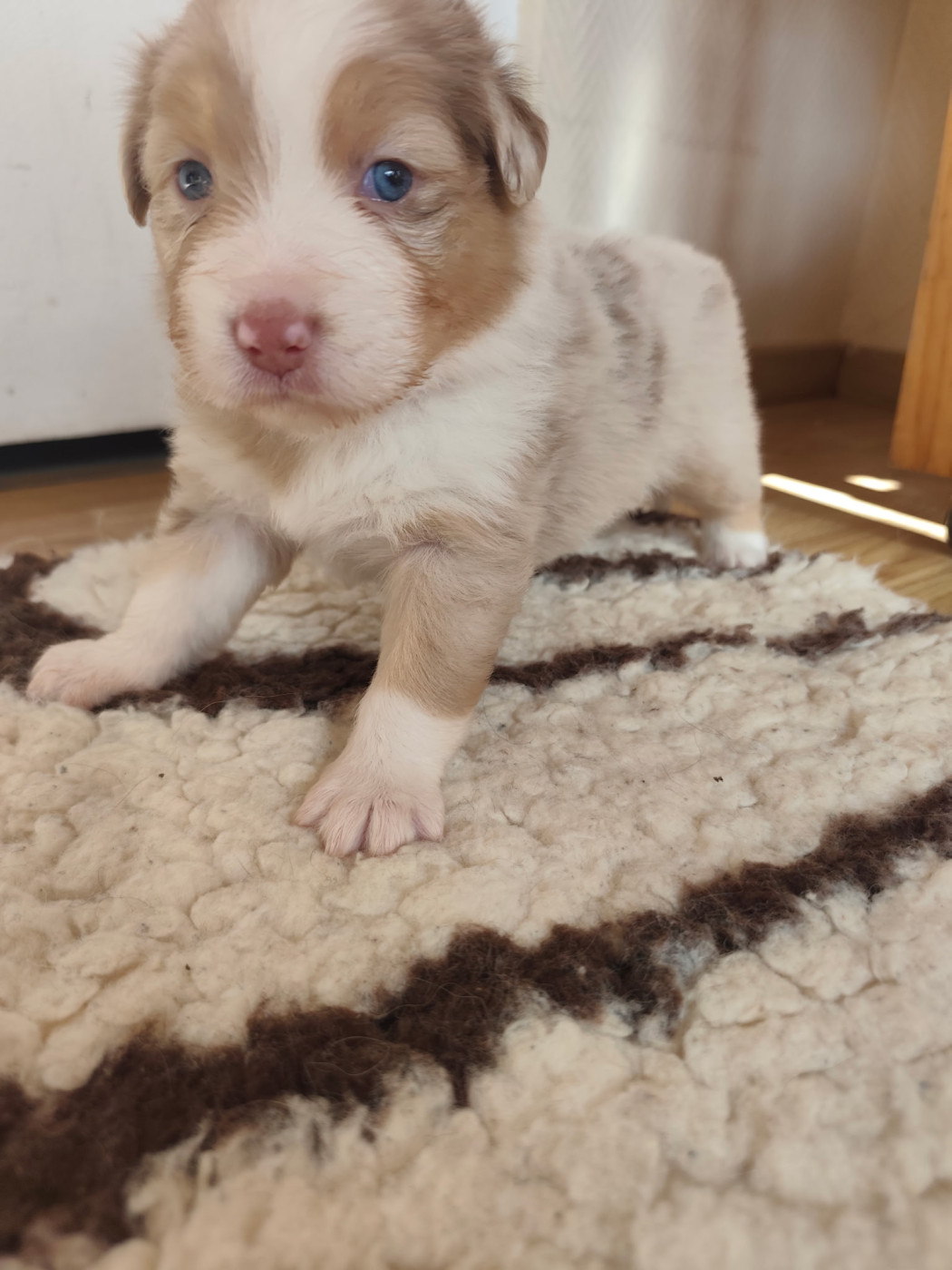Austra Bou't Family - Chiots disponibles - Berger Australien