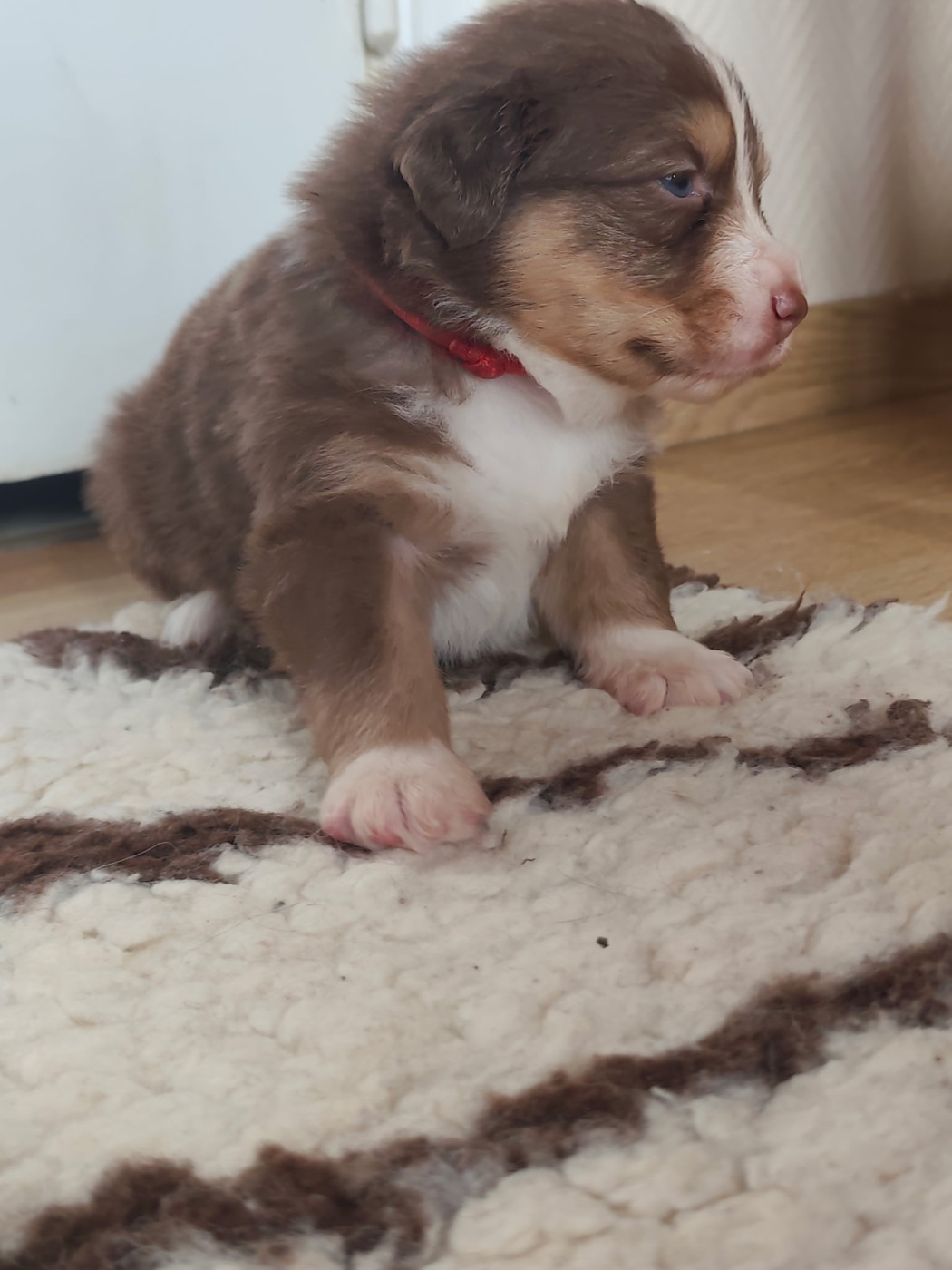 Austra Bou't Family - Chiots disponibles - Berger Australien
