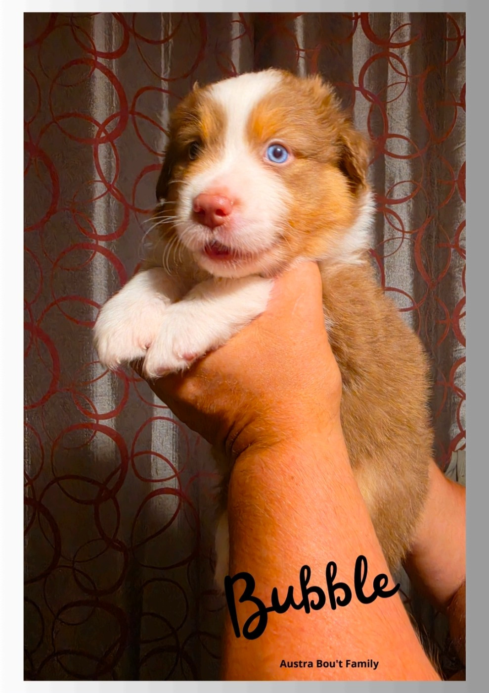 Austra Bou't Family - Chiots disponibles - Berger Australien