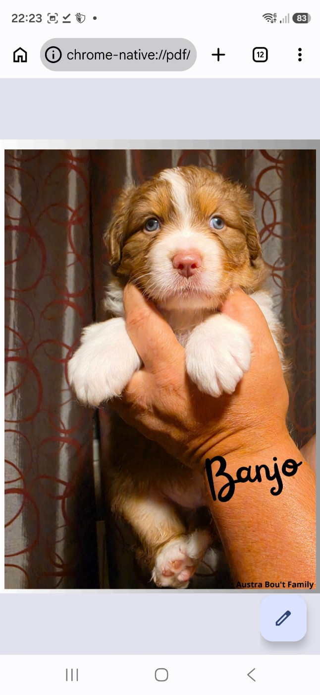 Austra Bou't Family - Chiots disponibles - Berger Australien
