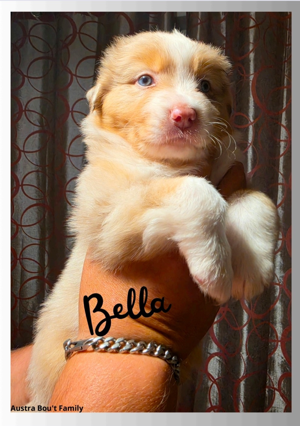 Austra Bou't Family - Chiots disponibles - Berger Australien