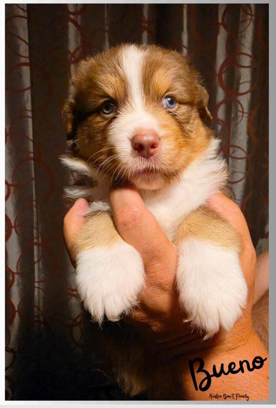 Austra Bou't Family - Chiots disponibles - Berger Australien