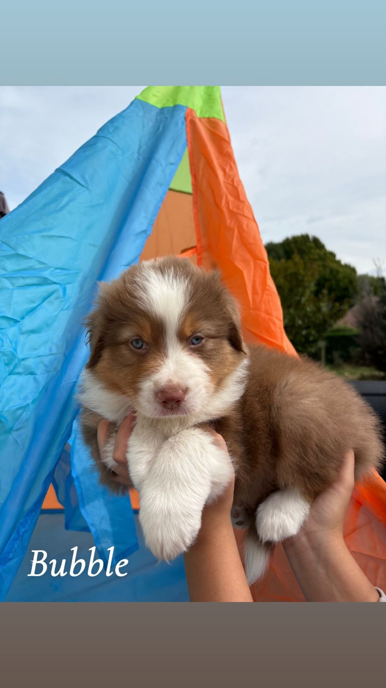 Austra Bou't Family - Chiots disponibles - Berger Australien