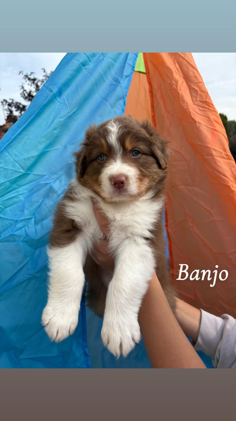 Austra Bou't Family - Chiots disponibles - Berger Australien