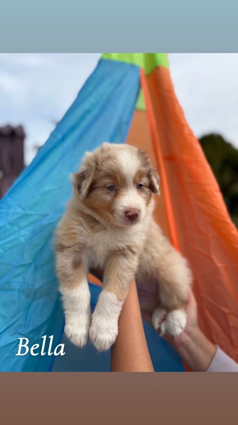 Austra Bou't Family - Chiots disponibles - Berger Australien