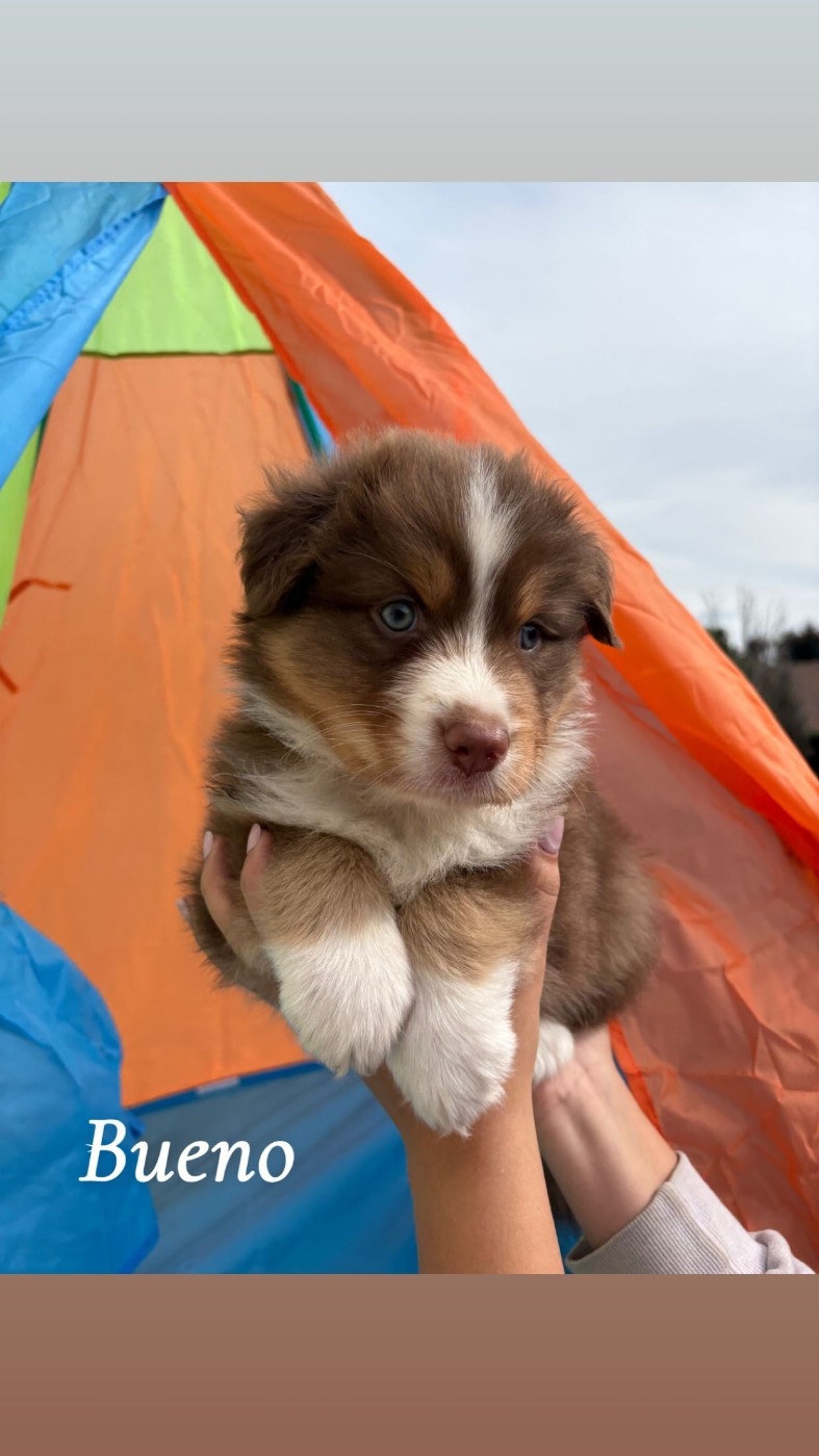Austra Bou't Family - Chiots disponibles - Berger Australien